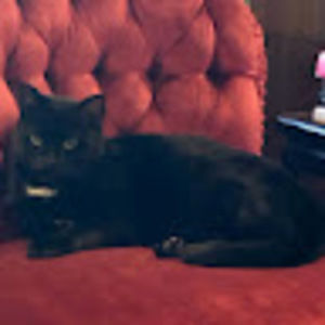 Meet your Posher, Margot